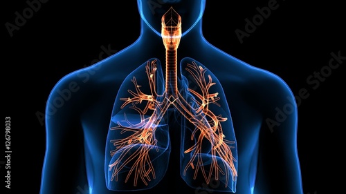 Trachea Bronchi Part of Respiratory System photo