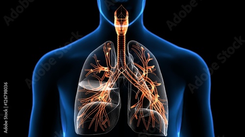 Bild auf Leinwand Trachea Bronchi Part of Respiratory System