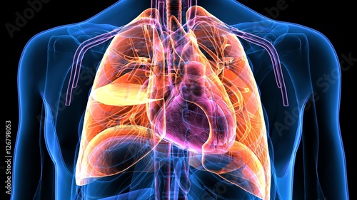 Trachea Bronchi Part of Respiratory System