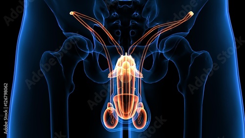 The male reproductive system consists of a number of sex organs that play a role in the process of human reproduction. These organs are located on the outside of the body and within the pelvis.