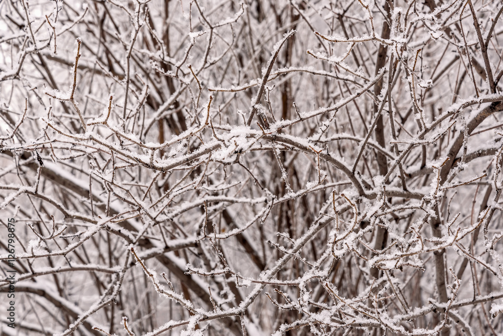 branches snow hoarfrost background winter branches snow hoarfrost background winter