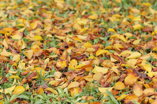 Yellow and brown leaves on the lawn in autumn.