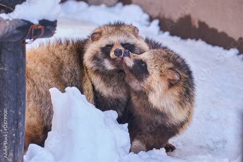 つがいのエゾタヌキ
