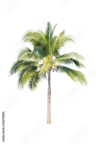 coconut tree on white background