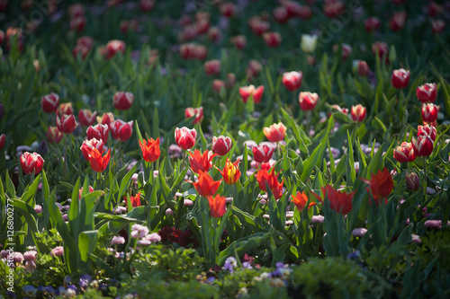 Colorful Tulip Flowers