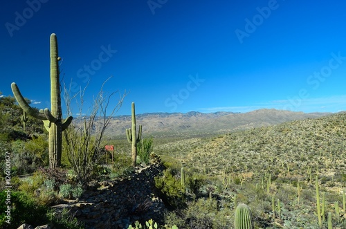 Desert Cactus Saguarro East National Park