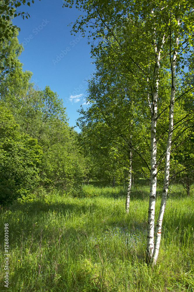 Obraz premium birch trees in a summer forest under bridht sun