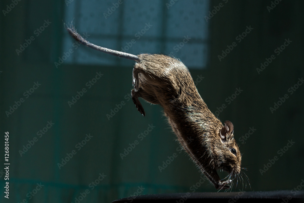jump rodent