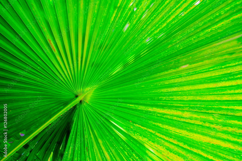Obraz premium Texture of Green palm Leaf