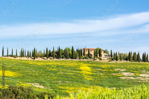 House on a hill with cypress tree