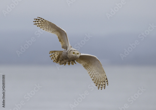 Snowy Owl Coming In For Landing