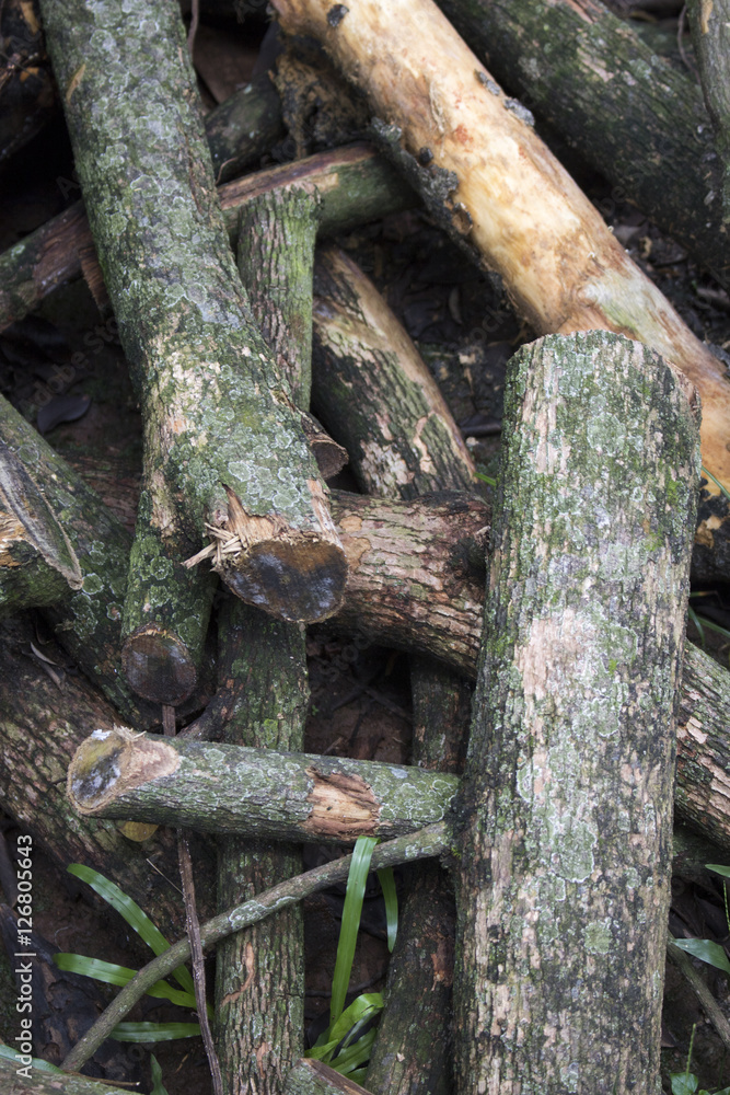 Stacked tree wood logs on the grass ground Stacked tree wood logs on the grass ground