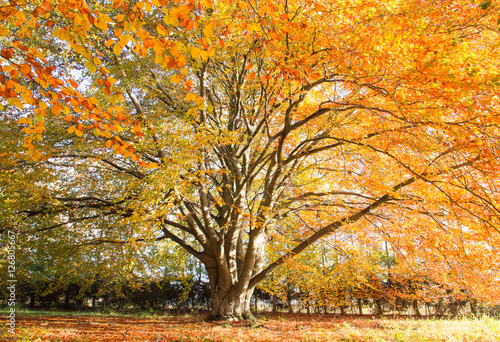 autumn tree 