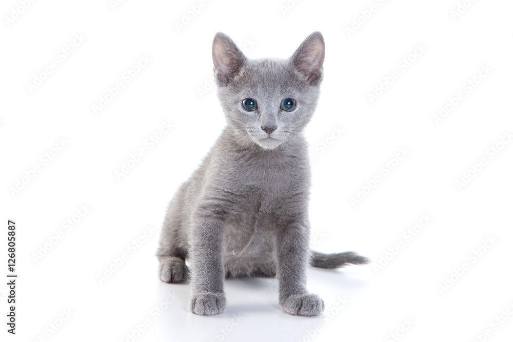 kitten Russian blue cat (isolated on white)