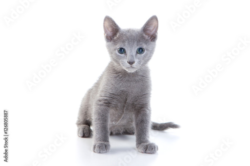 kitten Russian blue cat (isolated on white)