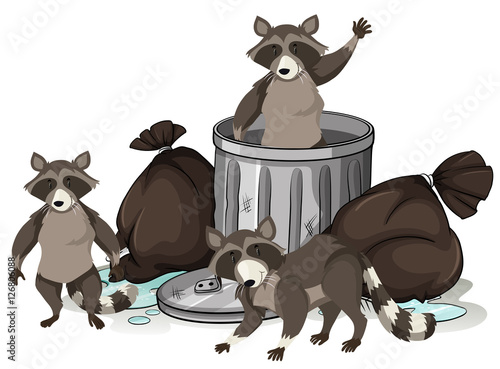 Raccoon searching trash for food