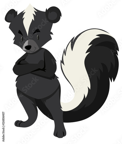 Wild skunk on white background