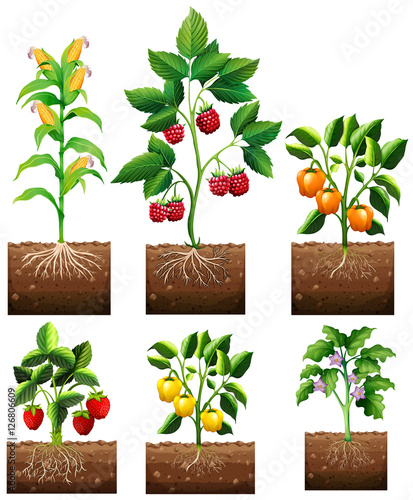 Different kinds of plant in garden
