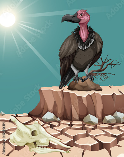 Vulture standing on desert ground