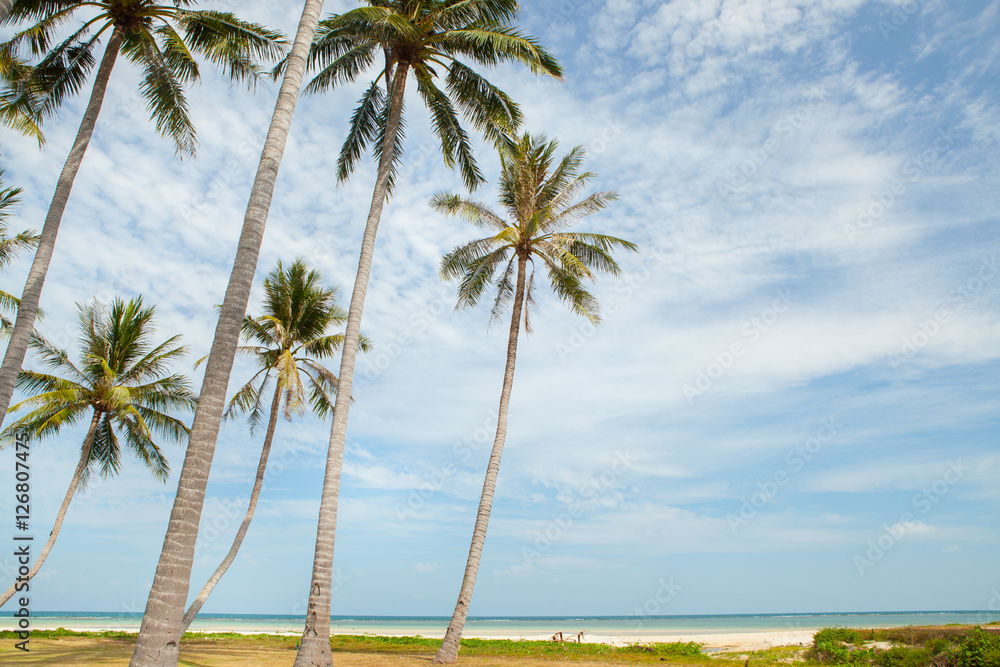 Palm trees against blue sky.