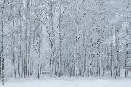 winter park © smolskyevgeny