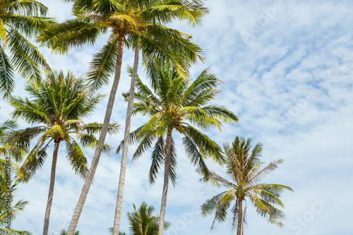 Palm trees against blue sky. © wandee007