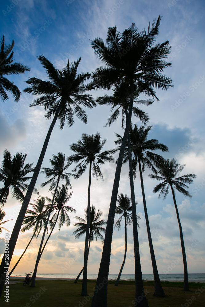 Fototapeta premium palm trees at beautiful sunset time