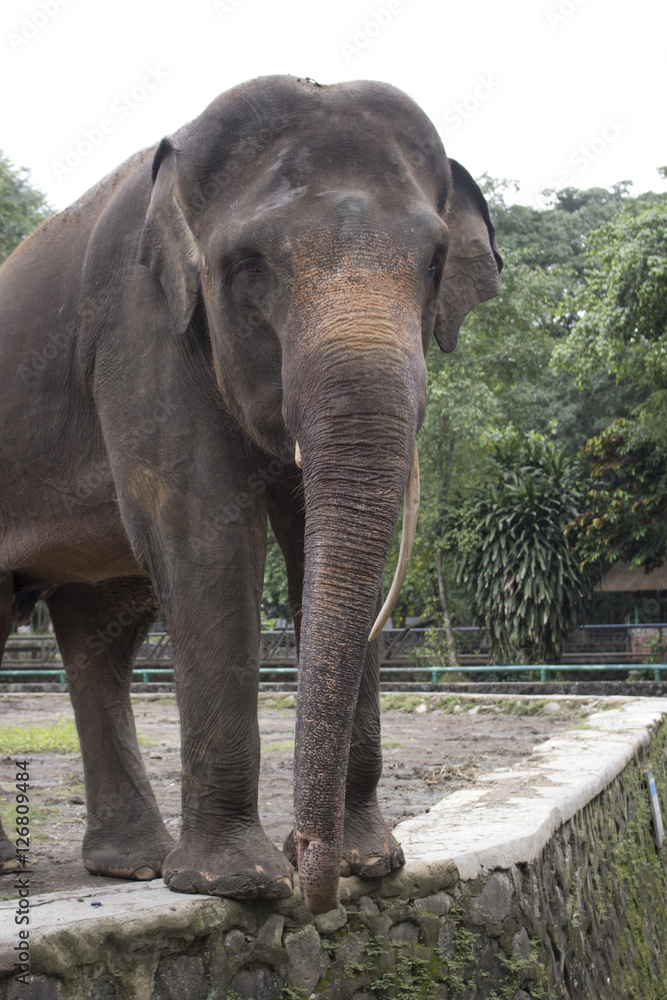 Fototapeta premium happy indonesia elephant in compound cage