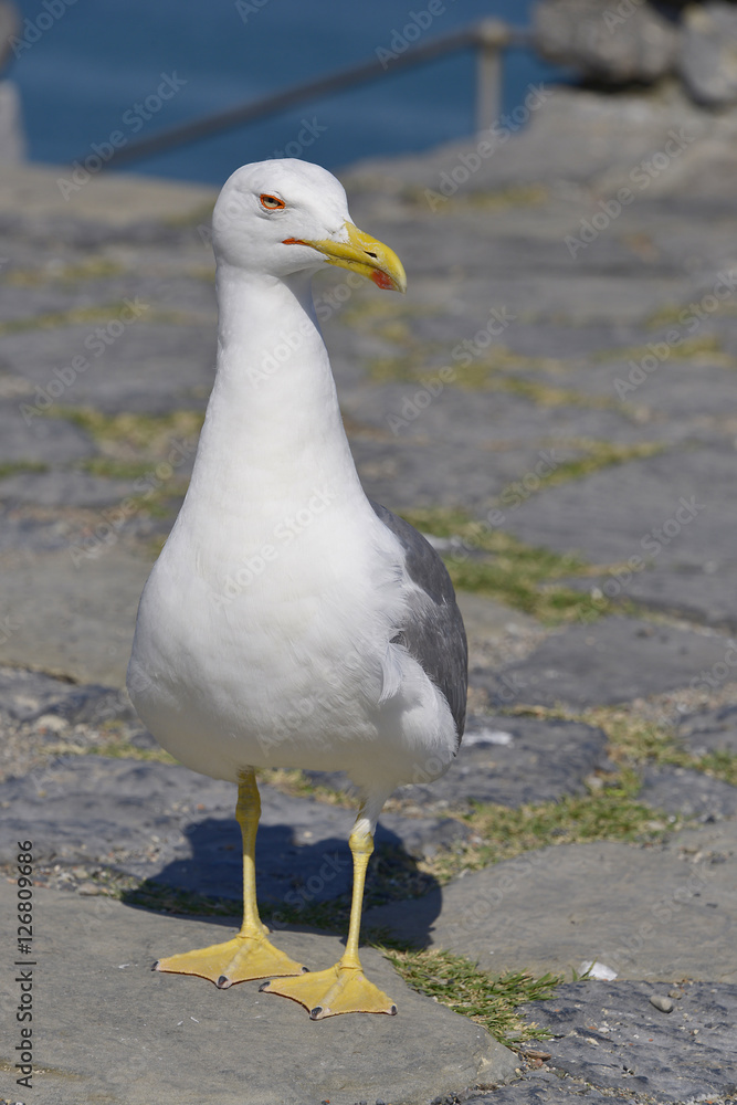 Yellow-legged Gull (Larus michahellis) on ground seen of front in Italy Yellow-legged Gull (Larus michahellis) on ground seen of front in Italy