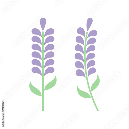 Fototapeta Naklejka Na Ścianę i Meble -  Minimal lavender with leafs isolated on white background. Lavender icon or logo. Vector illustration. Abstract flowers in flat style. Lavender flower