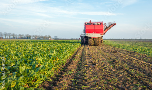 Mechanized harvesting of sugar beets in a Dutch field