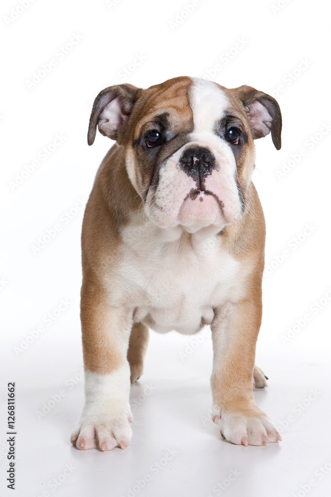 Funny bulldog puppy (isolated on white) Funny bulldog puppy (isolated on white)