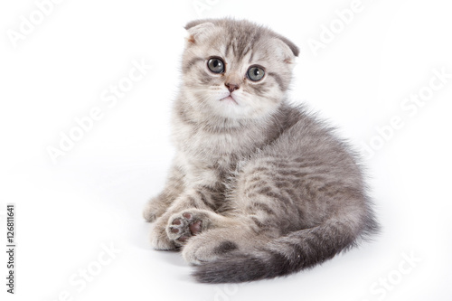 Funny kitten British cat (isolated on white)