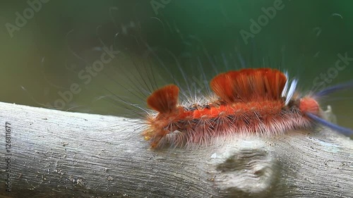 Hariry caterpillarr, close up caterpillar in tropical forest photo