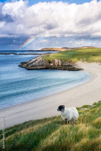 Beautiful scotland with rainbow and sheep