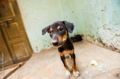 Puppies, India