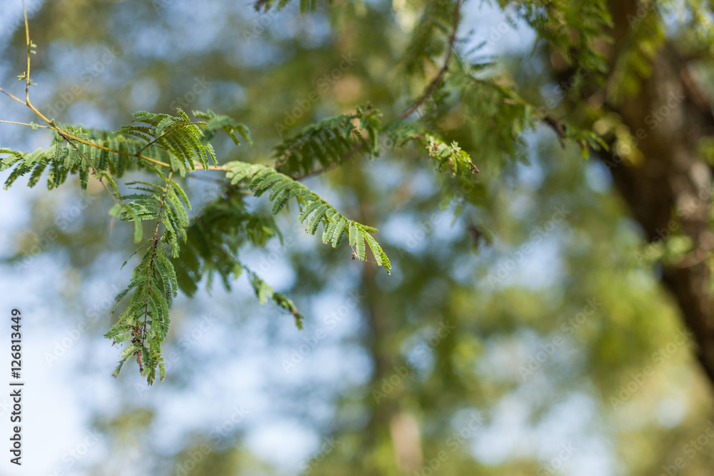 Amla (Phyllanthus emblica) leaves