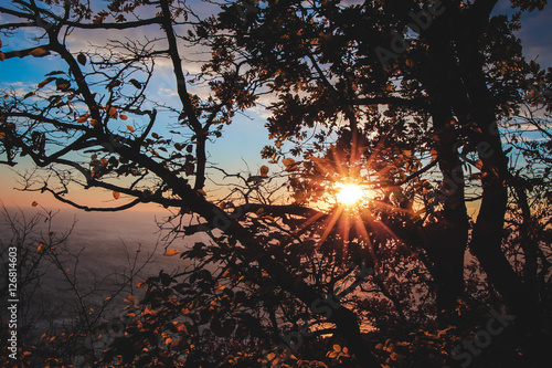  Sunset in the forest