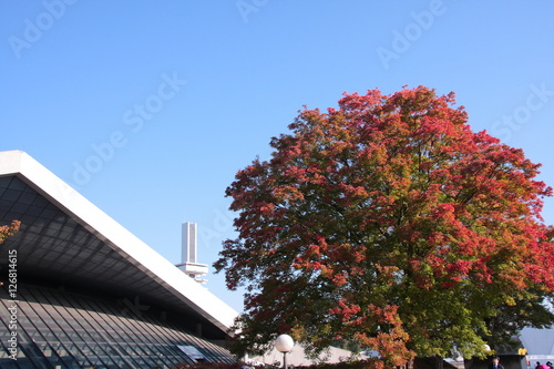 東京の紅葉