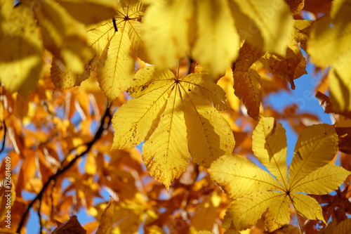 Blätter der gewöhnlichen Rosskastanie im Herbst