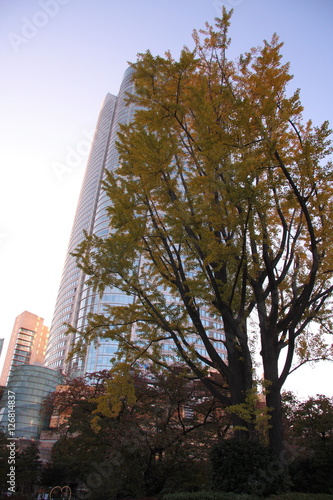 都会の紅葉