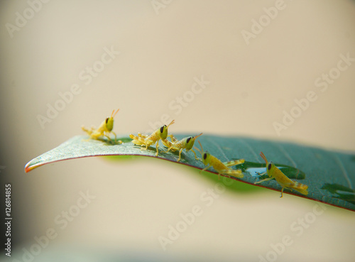 фотографія Preview
Save to a lightbox
 Find Similar Images  Share  Edit
Stock Photo:
Group of little grasshopper on green leaf with blurred brown background in the morning