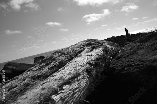 dead tree and shadow by the coast