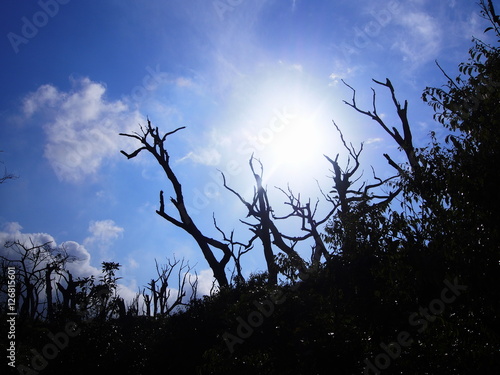 火山ガスで枯れた木と太陽