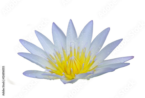 white lotus flower isolated on white background