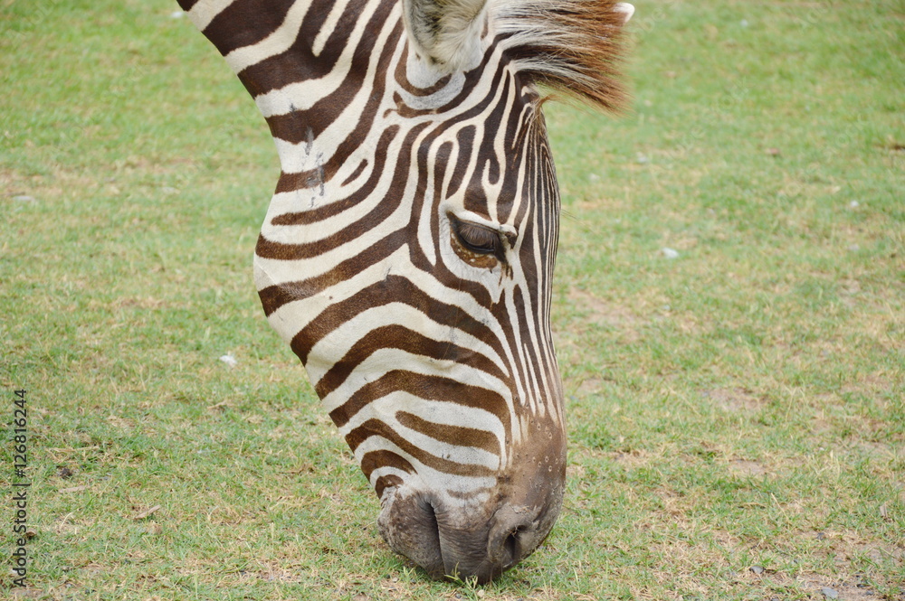 Naklejka premium zebra feeding grass on ground in field