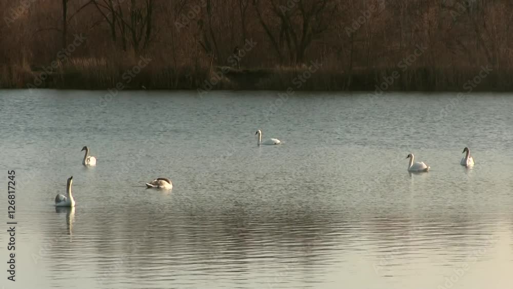 Beautiful Mute Swan Family Of Six Swimming In The Pond Beautiful Mute Swan Family Of Six Swimming In The Pond
