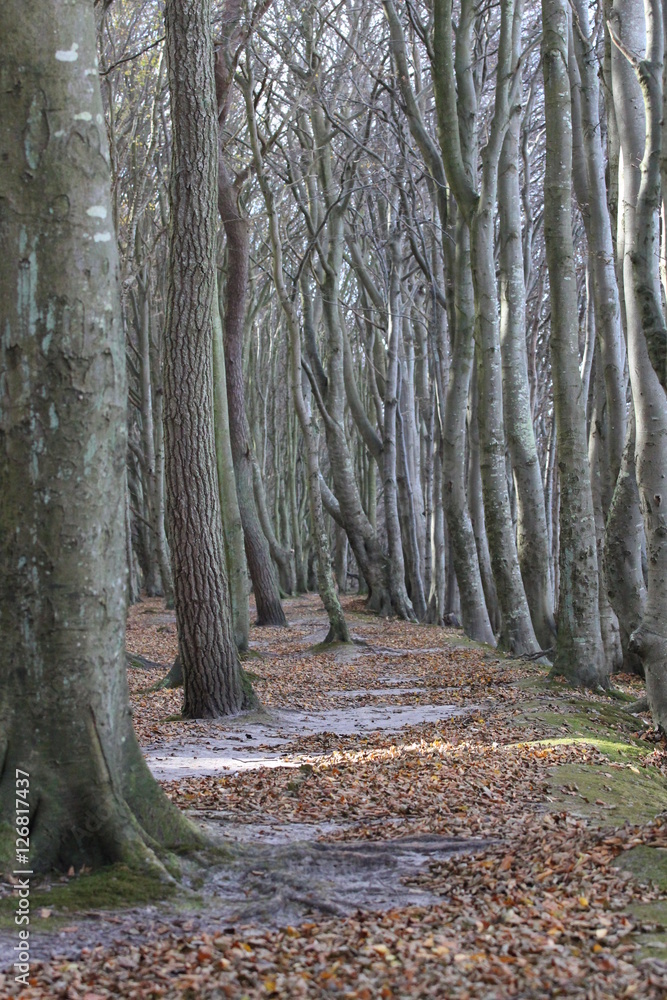nature tree forest away nature tree forest away