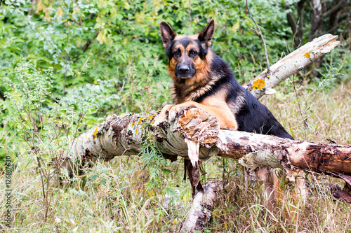 Dog german shepherd in the forest © keleny