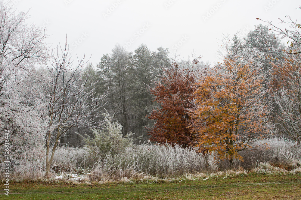 Beautiful autumn landscape with white frost on the trees Beautiful autumn landscape with white frost on the trees